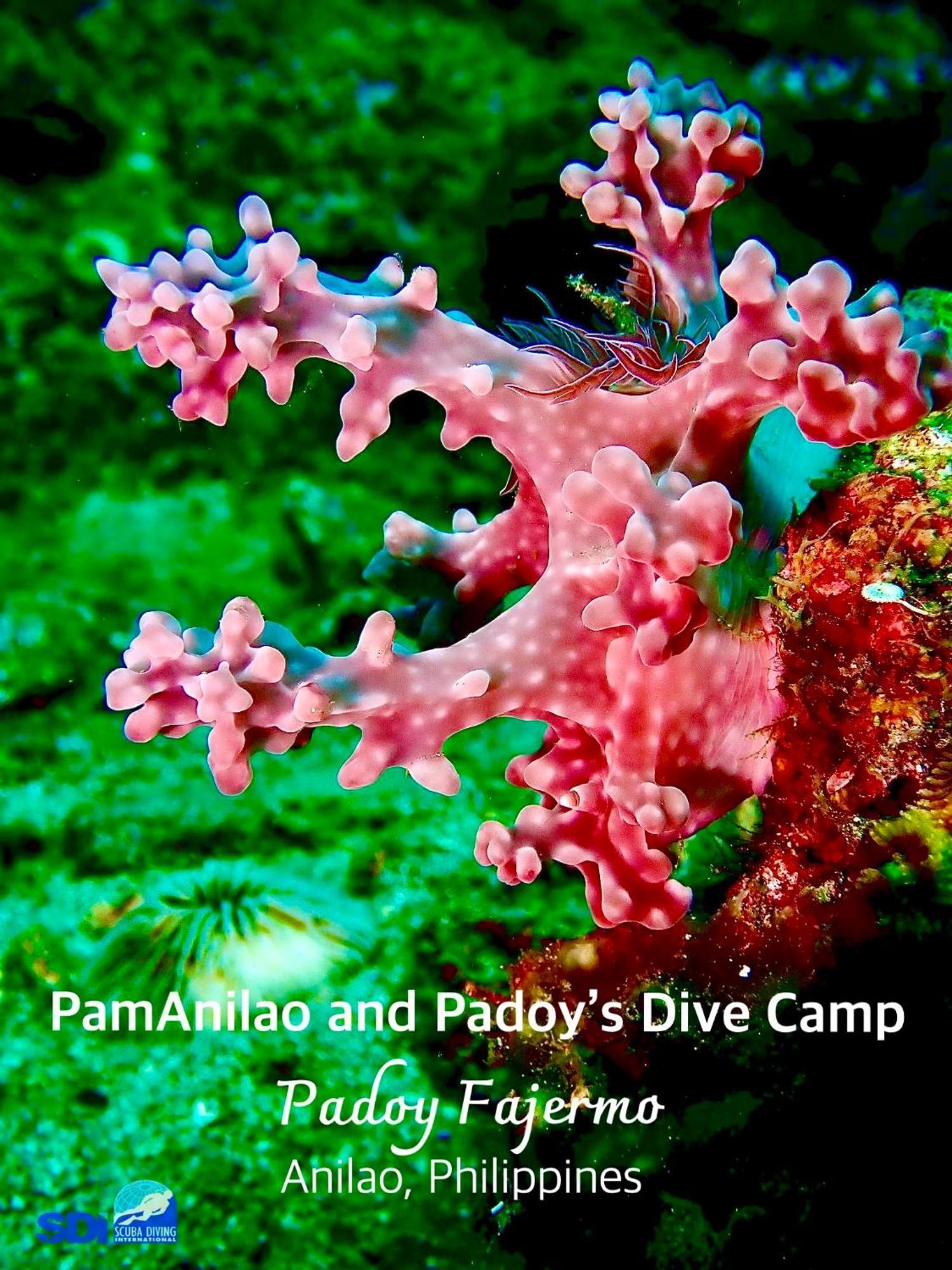 Hotel Pamanilao And Padoy'S Dive Camp Batangas Exterior foto