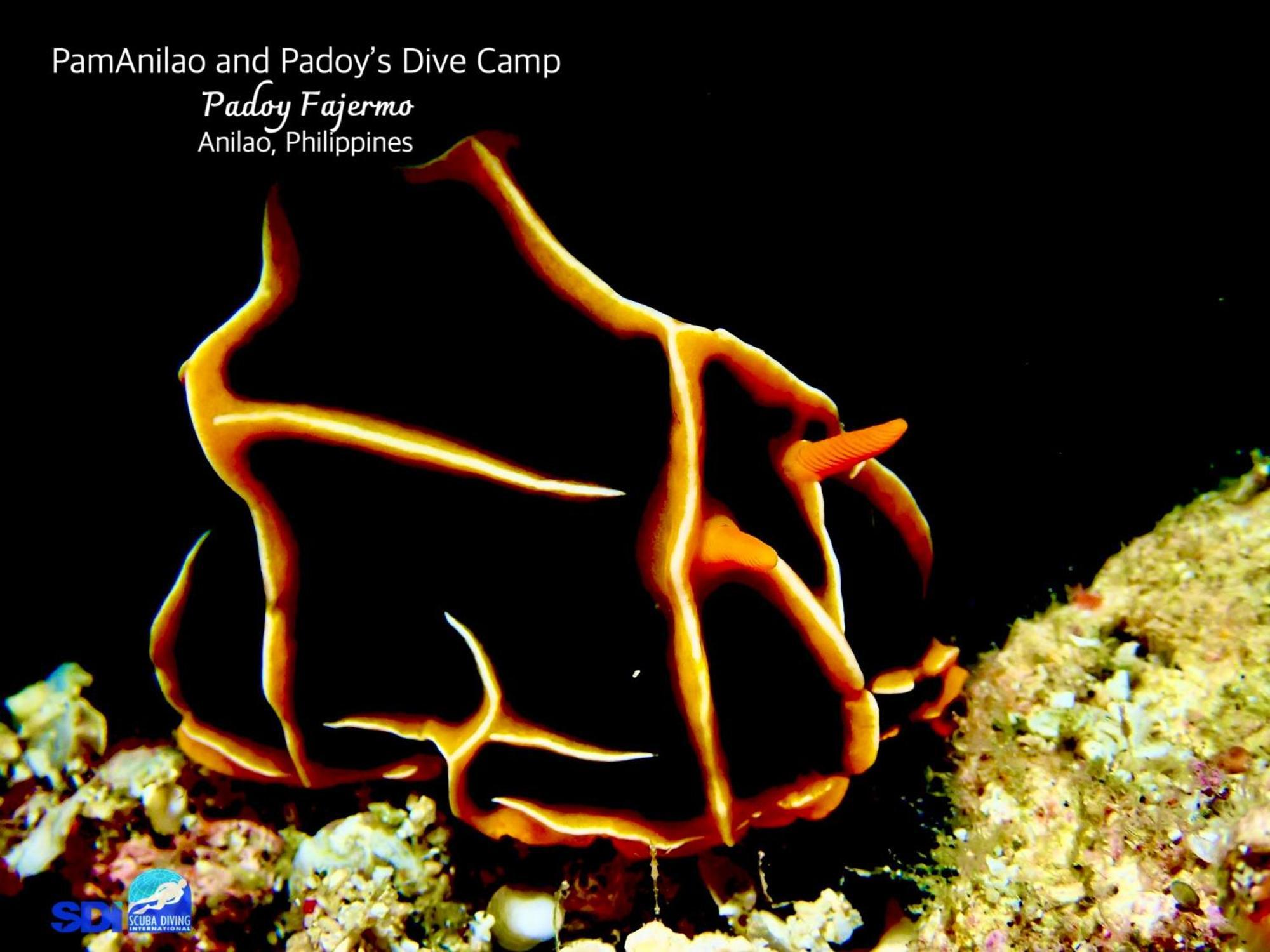Hotel Pamanilao And Padoy'S Dive Camp Batangas Exterior foto