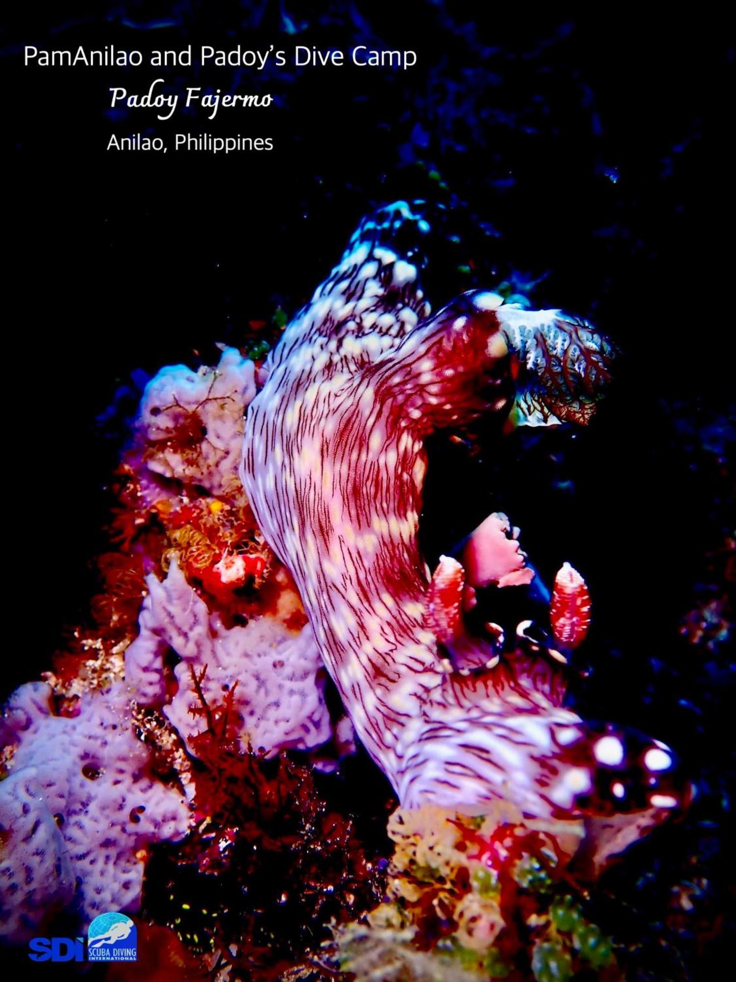 Hotel Pamanilao And Padoy'S Dive Camp Batangas Exterior foto