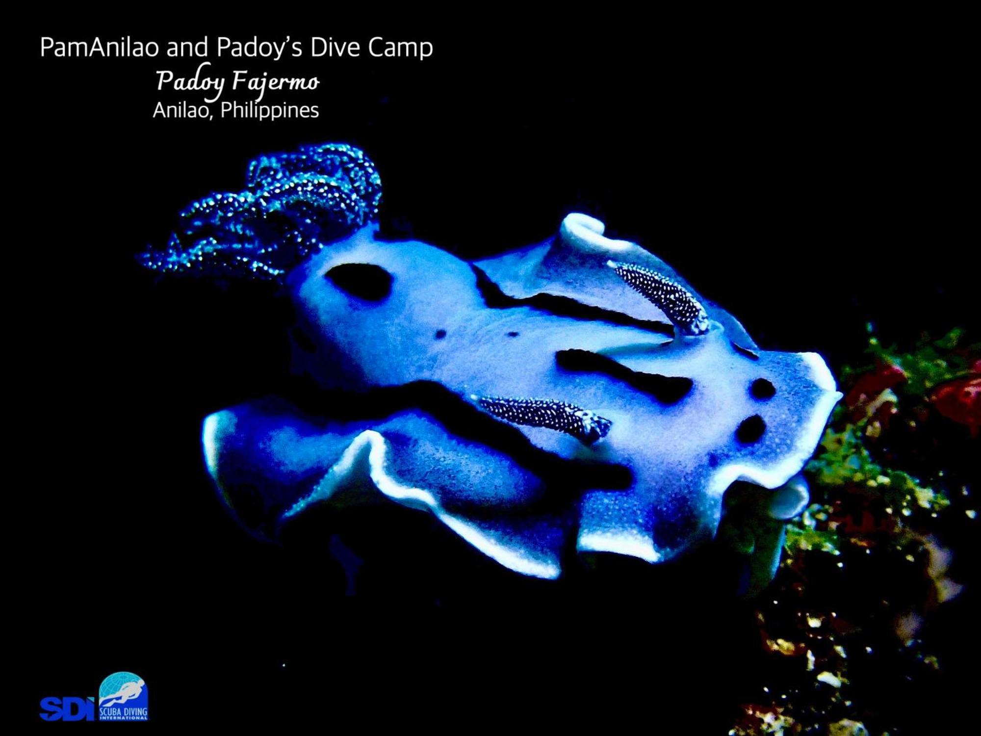 Hotel Pamanilao And Padoy'S Dive Camp Batangas Exterior foto